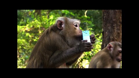 Cute Baby Thor Asking To Share Milk