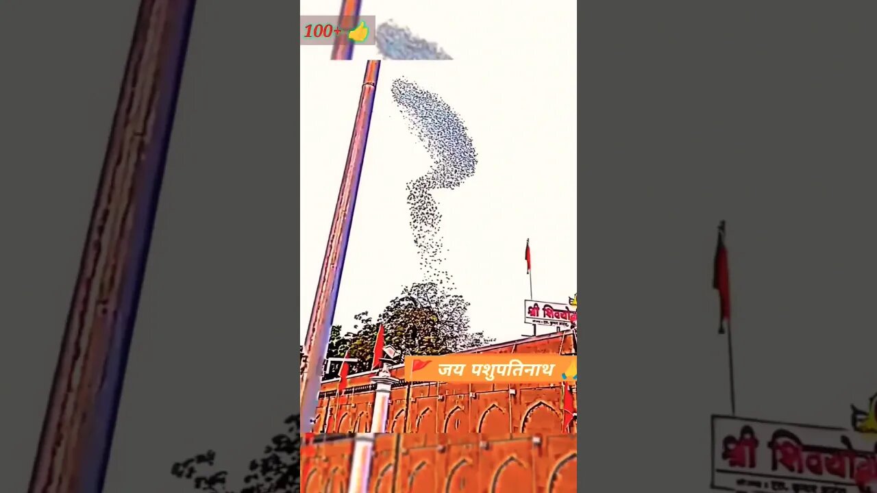 Vasuki Naag shape by birds #pashupatinath #shorts #ythindi #sanatani #youtube
