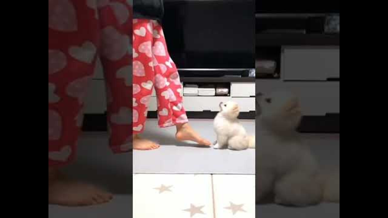 Cute dog dancing with their owner