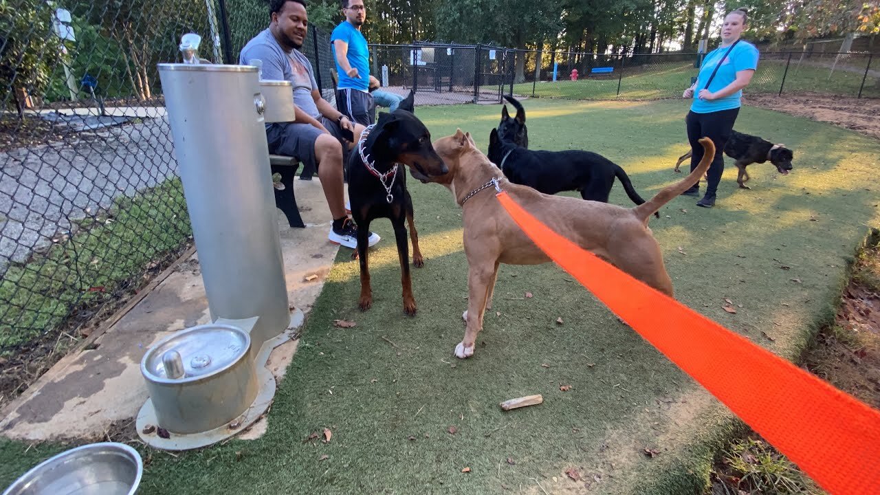 Doberman Attacks Pitbull (Dog Park Chronicle) Part 2