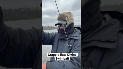 Giant Crappie Eats Swimbait #fishing #shorts #6thsense #6thsensefishing #swimbait