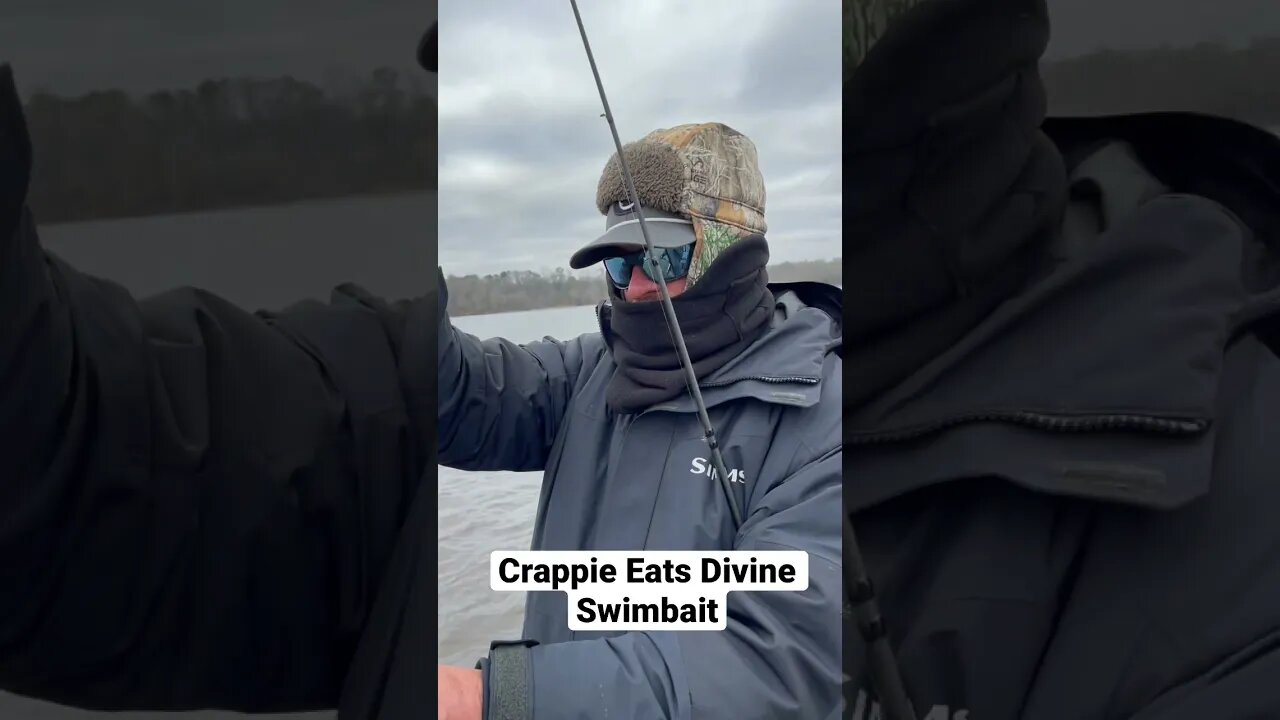 Giant Crappie Eats Swimbait #fishing #shorts #6thsense #6thsensefishing #swimbait