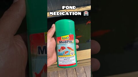 MEDICATE THE POND 👨‍⚕️ #aquarium #fancygoldfish #fishtank #ranchugoldfish #goldfishtank