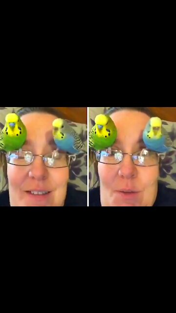 Two parrots landing on top of their owner's glasses