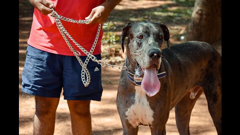 How to train dog to be your personal guardian!