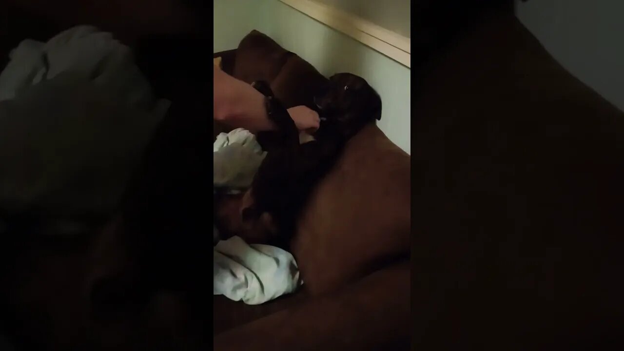 Cute Dog Sitting Upright Getting His Chest Scratched