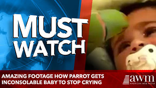 amazing footage How Parrot Gets Inconsolable Baby To Stop Crying