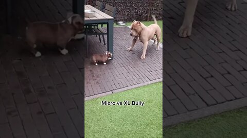 Mini Bulldog vs XL Bull dog 🤣