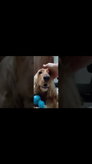 #dogshow , #animals , #dogs , #shorts