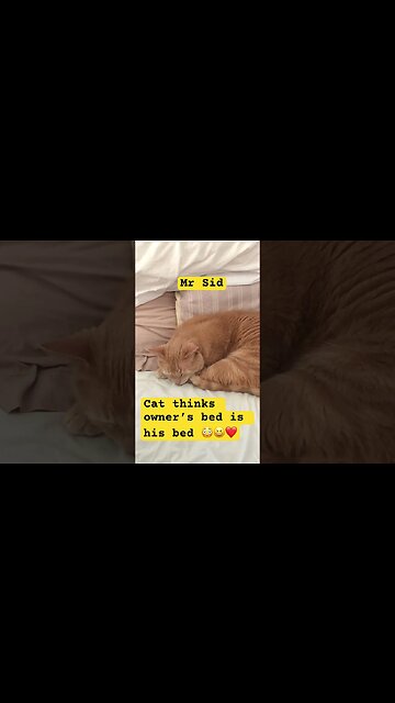 Cat loves owner’s bed and even lets the owner use it sometimes! 😆😆