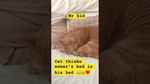 Cat loves owner’s bed and even lets the owner use it sometimes! 😆😆