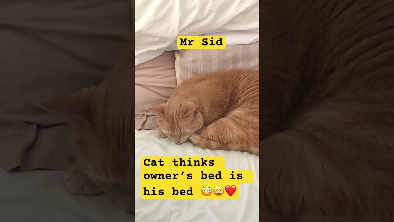Cat loves ownerโs bed and even lets the owner use it sometimes! ๐๐