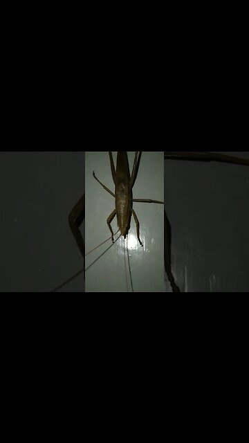 Leaf Jungle Grasshoper in Philippines