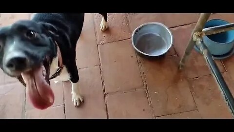 Robertao mostrando a cachorrada no sitio