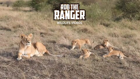 Lioness And Cute Cubs | Maasai Mara Safari | Zebra Plains