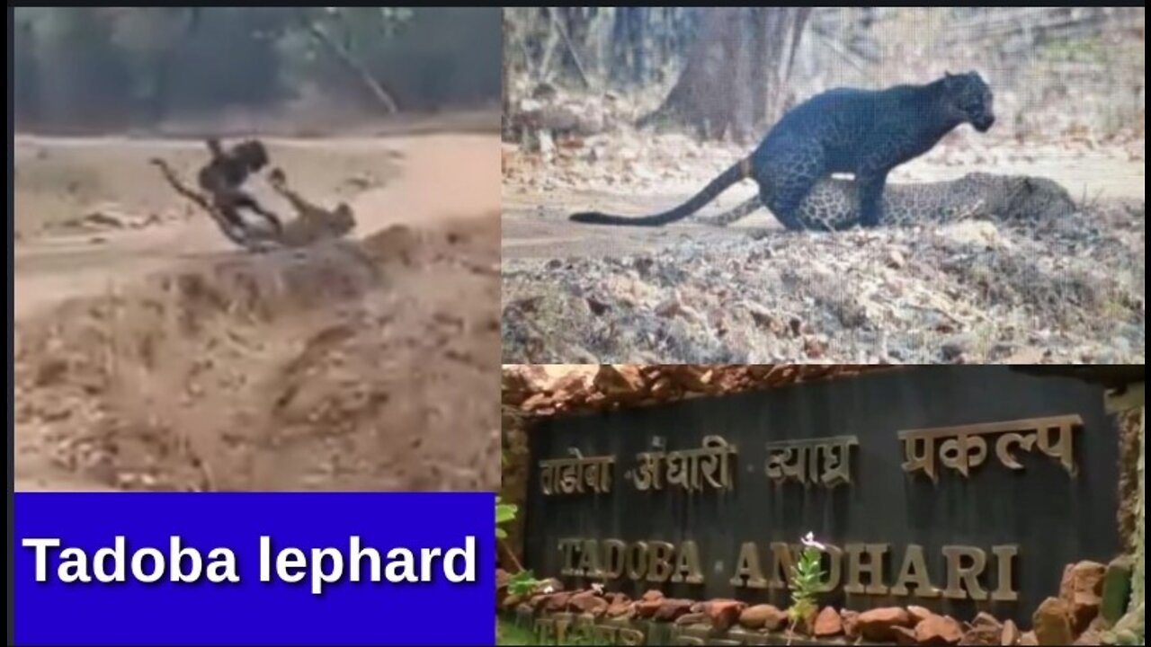 Tadoba will no longer be known as tigers but as black leopards. yellow and black leopard mating