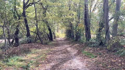 Sounds of Nature: Old dirt road