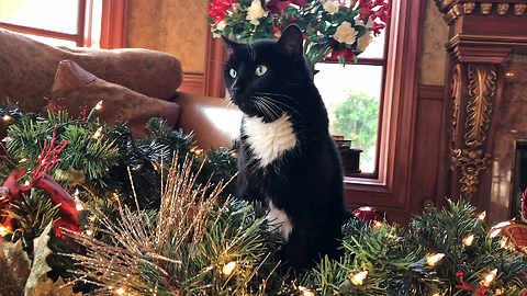 Tuxedo Cat Gets Decorated with Christmas Garland