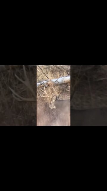 Muley buck below us. #shorts