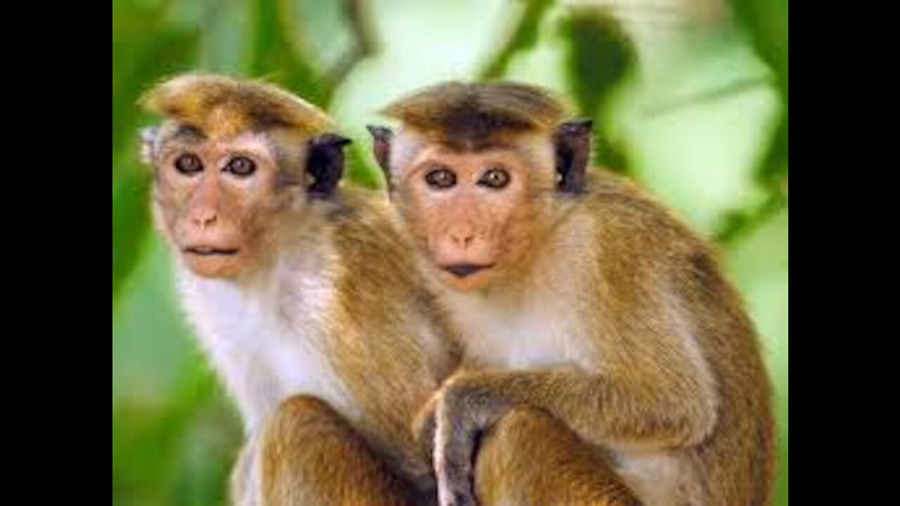 monkey fun video super jokes