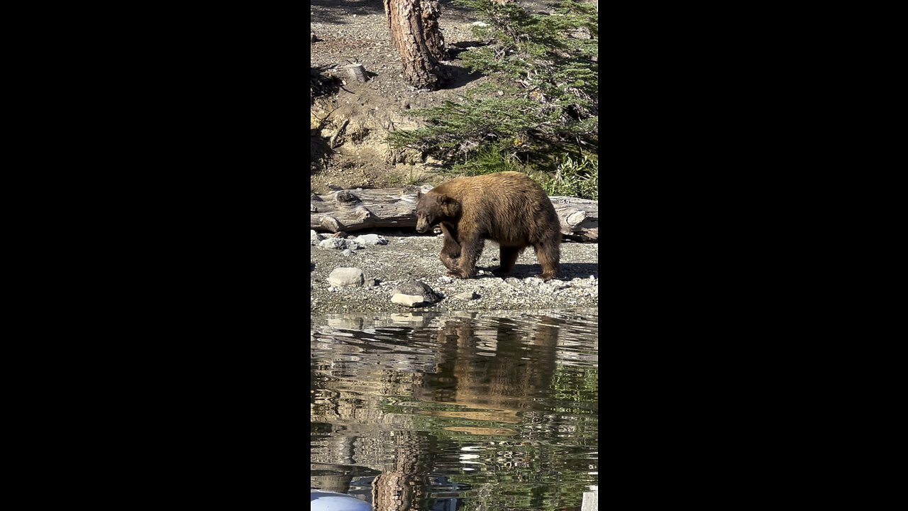 Black Bear Cruising the Lakeshore