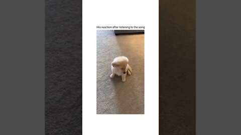 🥺😂 #shorts #shortsvideo #funny #dog #cute