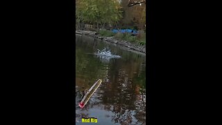 Drag peeling River Smallmouth