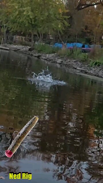 Drag peeling River Smallmouth