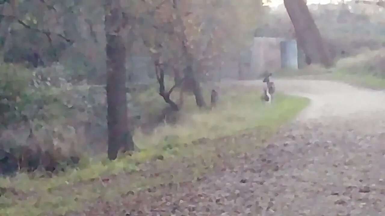 Deer playing on a nature trail