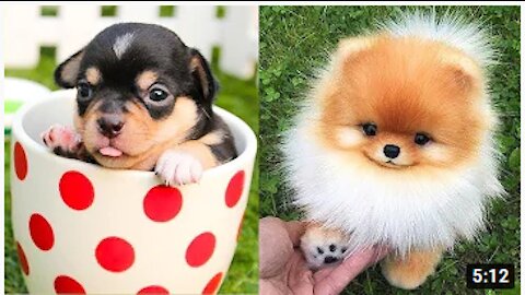 Super Cute Puppies!! Super Huggggss!!