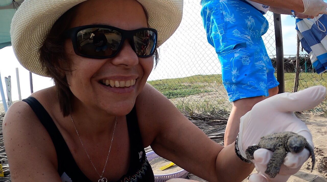 Couple release baby sea turtles, swim with adults turtles in the wild