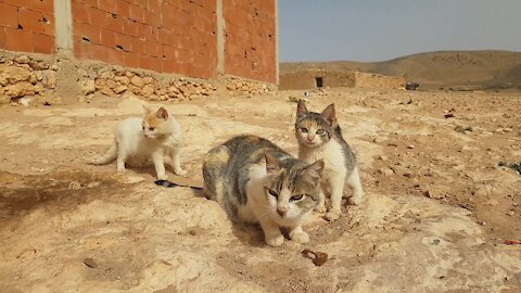 Watch how cats clean themselves after eating