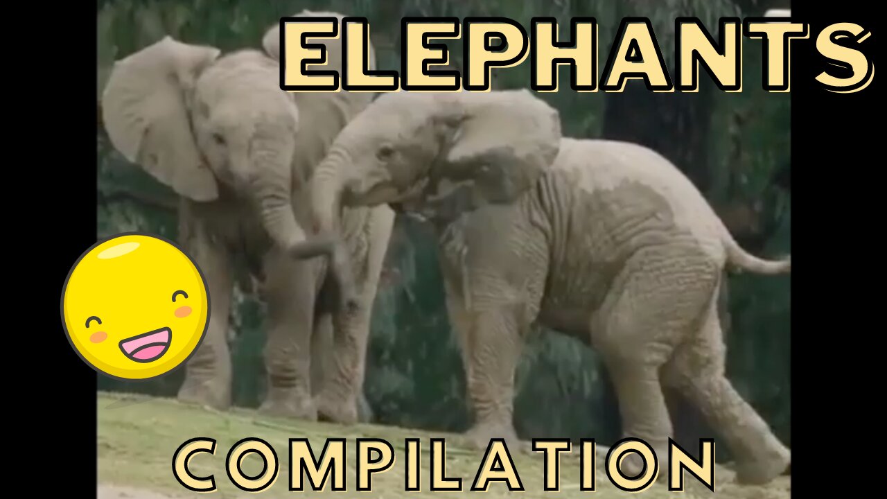 Elephants Compilation - Adorable, Majestic Elephants That Will Bring You Joy