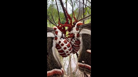 These are neither Butterflies nor birds... "Psychopia moth"