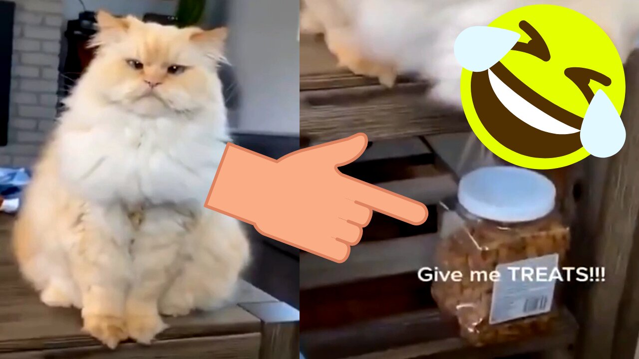 OMG ! That Innocent Face, Very Funny video of a lovely cat asking for cookie.