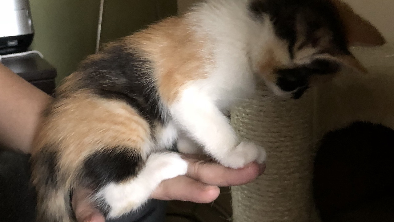 My smart kitten learns to give me high five