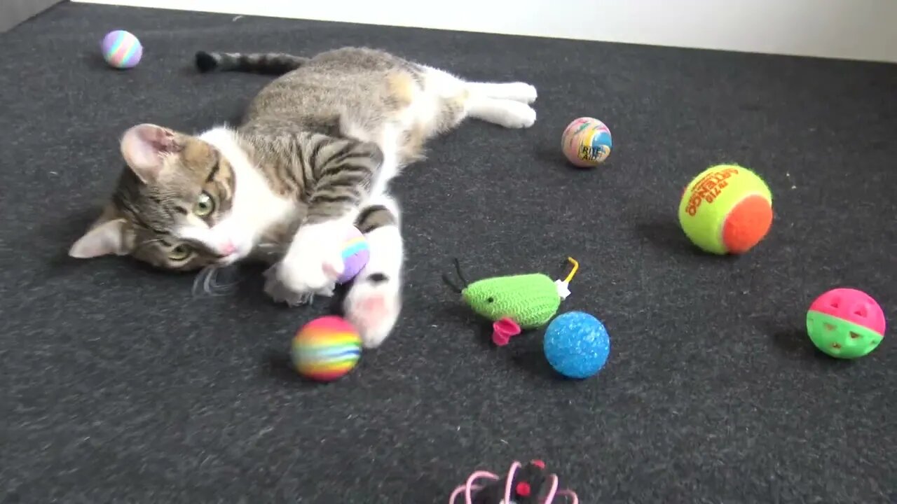 Kitten Has a Lot of Toys