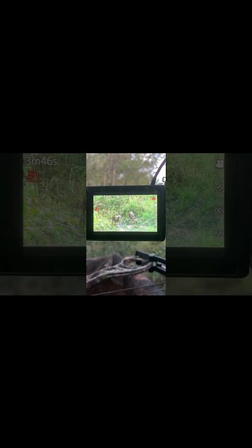 Watching a couple of Nice Young Bucks! #deerhunting #deerseason2023