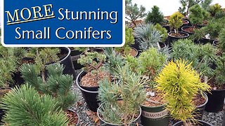 MORE Small Conifer Trees!