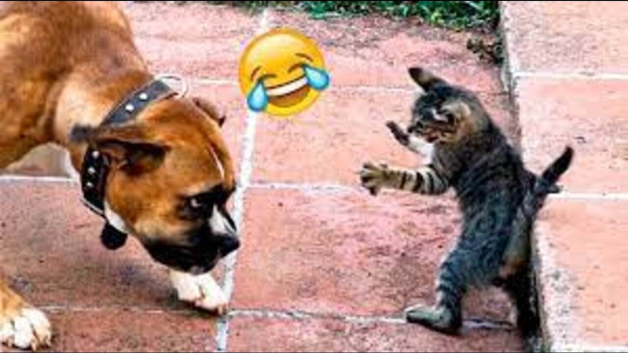 Animal Videos Of The 2022 - Cute 😹 Cats And 🐶 Dogs Compilation Videos Of 😊 |PART 1😹|