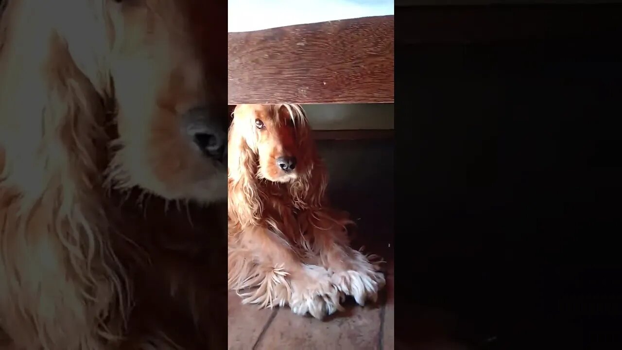 #dogshow , #animals , #dogs , #shorts