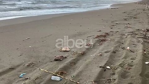 Bregdeti i Shëngjinit mbushet plot me pula të ngordhura, institucionet përgjegjëse “në gjumë”