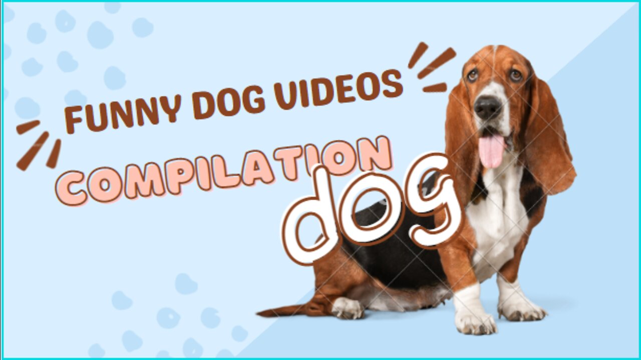 Funny Dog Video Compilation