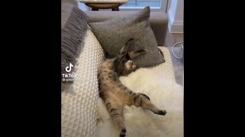 #lolstudios Funny animals 😺🐶 Funny cats and dogs Compilation