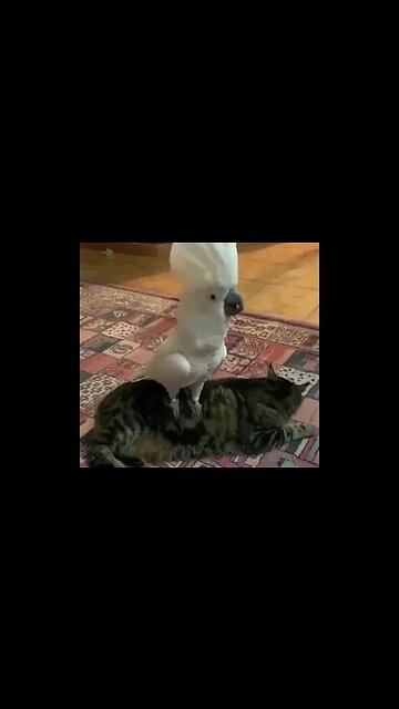 A bird standing on a cat and barking like a dog. Why not?