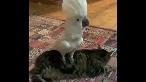 A bird standing on a cat and barking like a dog. Why not?