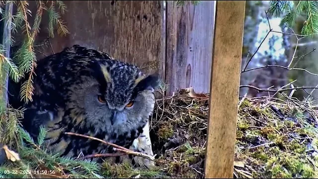 That Pesky Stick 🦉 03/22/23 14:49