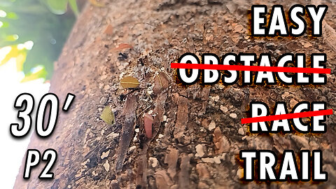 ASMR | The irregular path is no rival for the ants' all-terrain legs - 30' P2