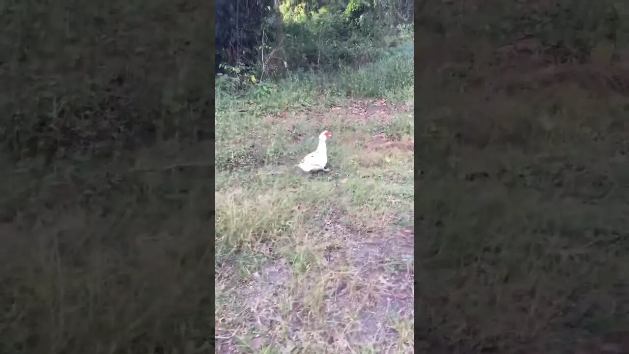 Sweetest Escape By Duck