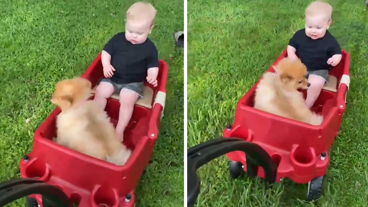 Puppy And Baby Go For Ride Together In Their Wagon